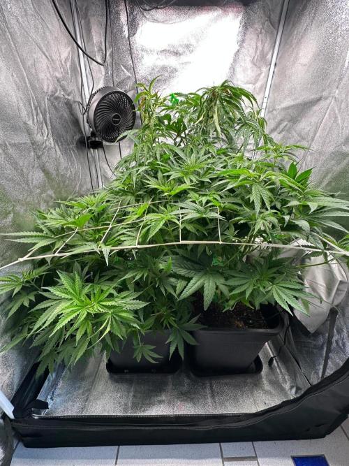 Blue Tropicana Milk. Week 6
