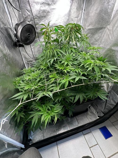 Blue Tropicana Milk. Week 6