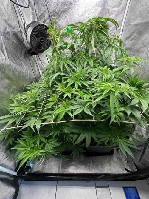 Blue Tropicana Milk. Week 6