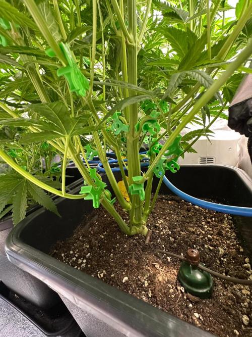 Blue Tropicana Milk. Week 6