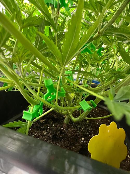 Blue Tropicana Milk. Week 6