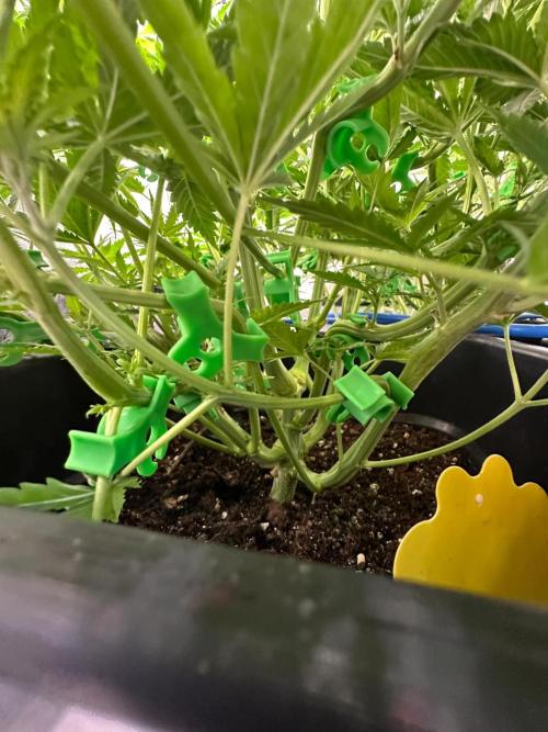 Blue Tropicana Milk. Week 6