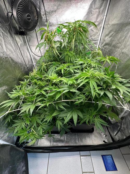 Blue Tropicana Milk. Week 6