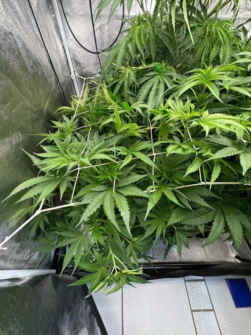 Blue Tropicana Milk. Week 6