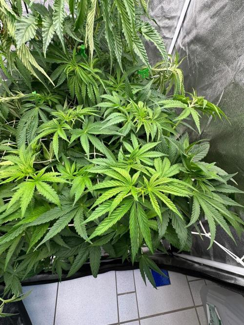 Blue Tropicana Milk. Week 6