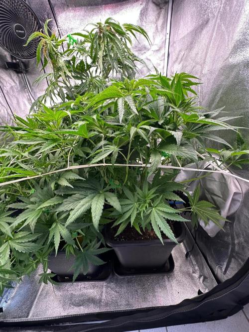 Blue Tropicana Milk. Week 6