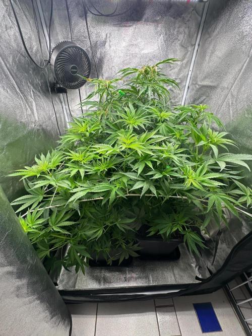 Blue Tropicana Milk. Week 7