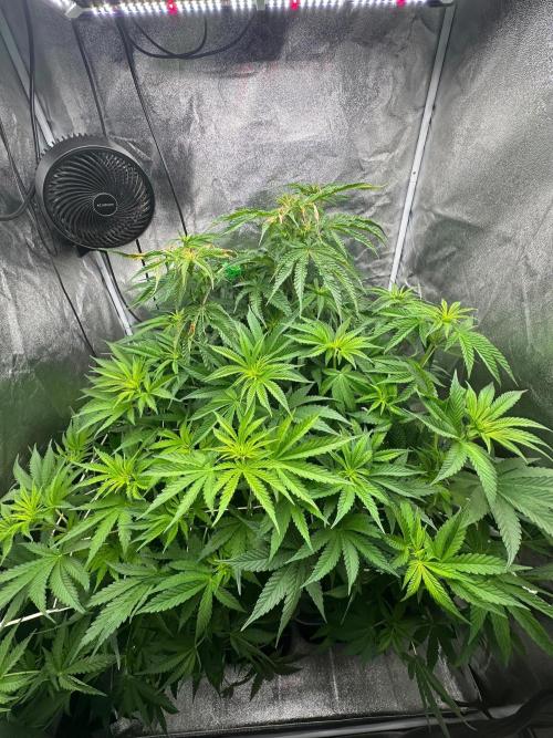 Blue Tropicana Milk. Week 7
