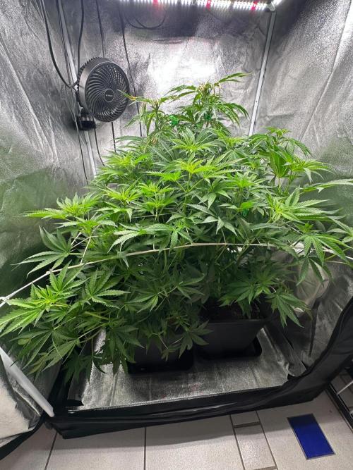 Blue Tropicana Milk. Week 7