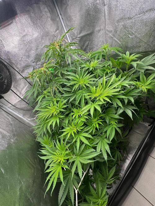 Blue Tropicana Milk. Week 7