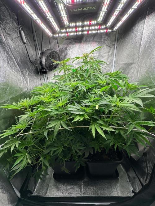 Blue Tropicana Milk. Week 7