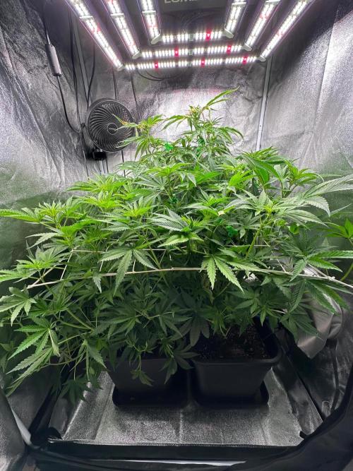 Blue Tropicana Milk. Week 7