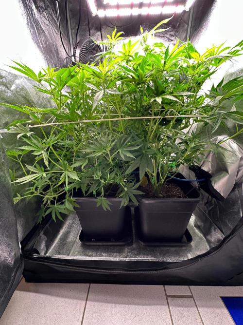 Blue Tropicana Milk. Week 7