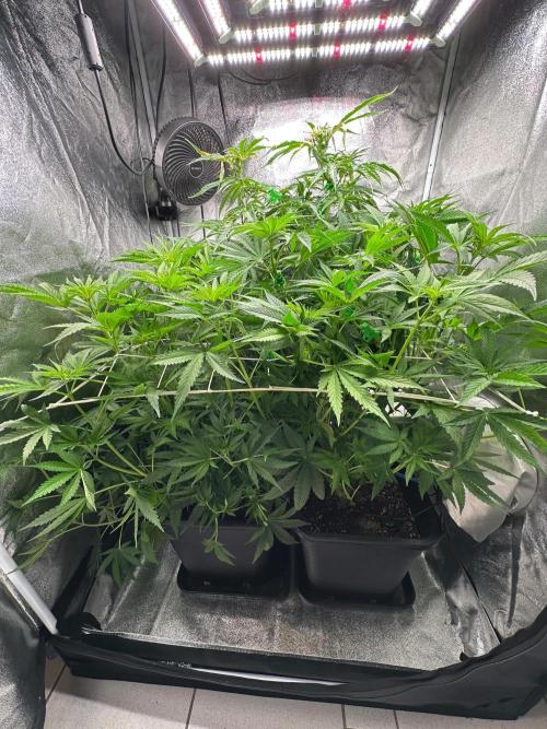 Blue Tropicana Milk. Week 7