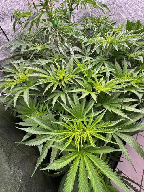 Blue Tropicana Milk. Week 7