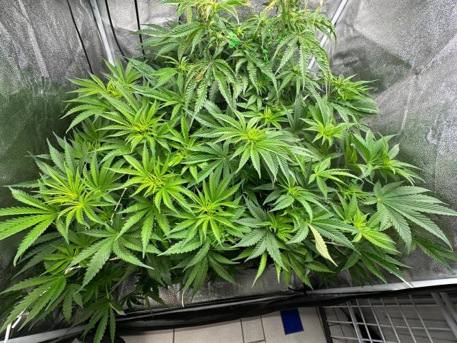 Blue Tropicana Milk. Week 7