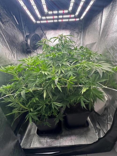 Blue Tropicana Milk. Week 7