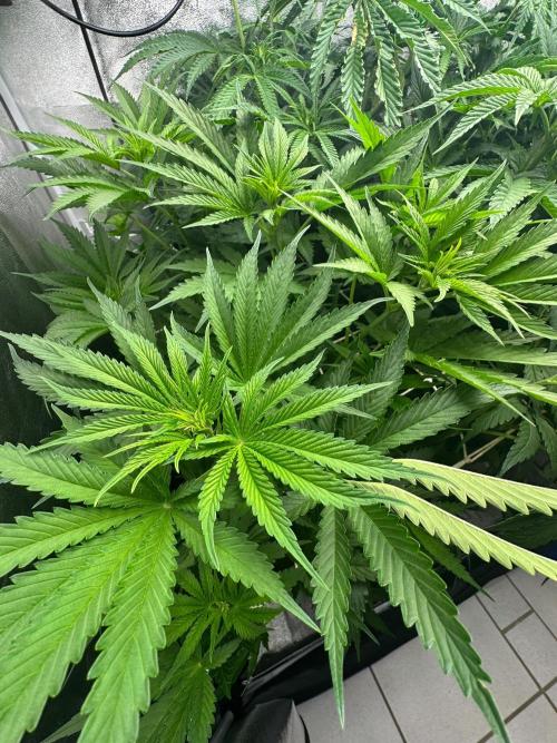 Blue Tropicana Milk. Week 7