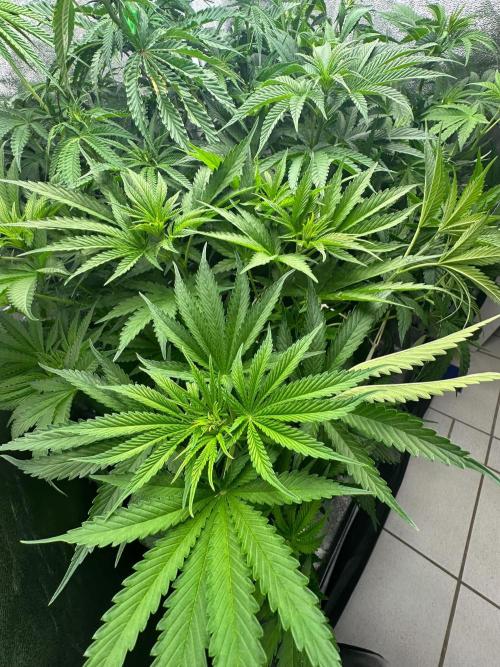 Blue Tropicana Milk. Week 7