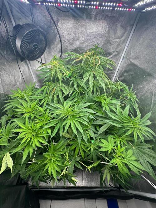 Blue Tropicana Milk. Week 7