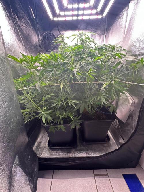 Blue Tropicana Milk. Week 7