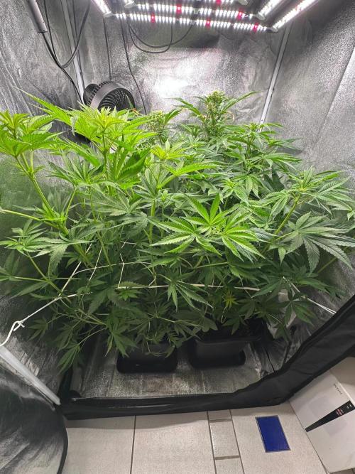 Blue Tropicana Milk. Week 7
