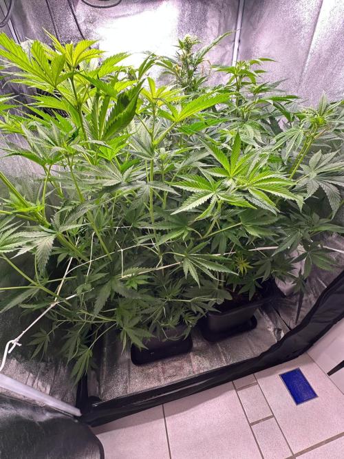 Blue Tropicana Milk. Week 7