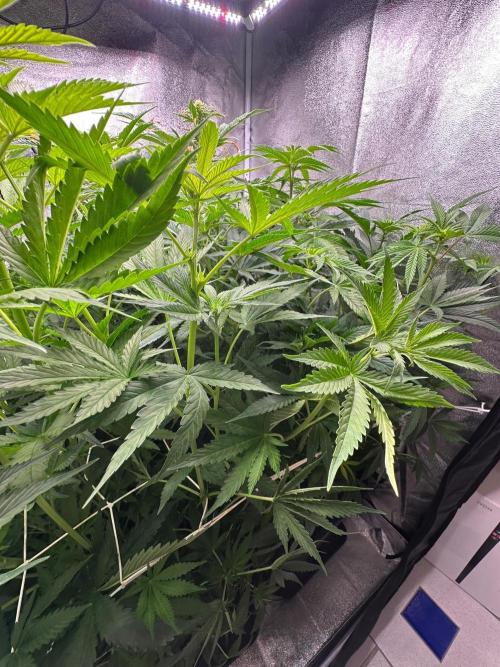 Blue Tropicana Milk. Week 7