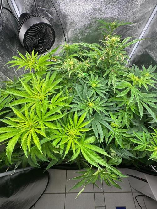 Blue Tropicana Milk. Week 7