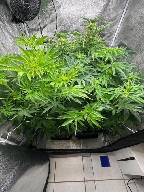 Blue Tropicana Milk. Week 7
