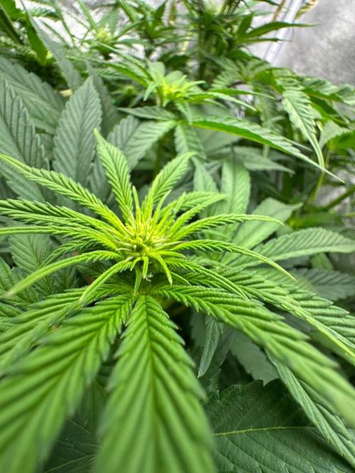 Blue Tropicana Milk. Week 7