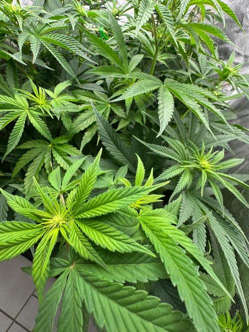 Blue Tropicana Milk. Week 7