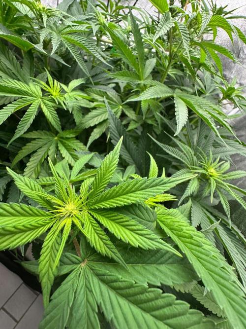 Blue Tropicana Milk. Week 7