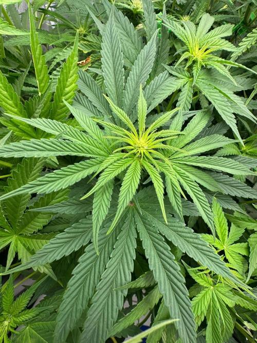 Blue Tropicana Milk. Week 7