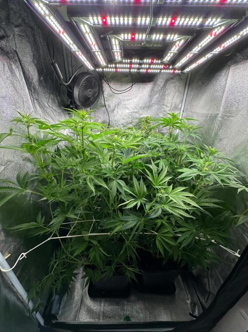 Blue Tropicana Milk. Week 8