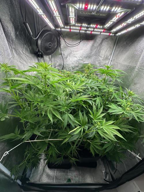 Blue Tropicana Milk. Week 8