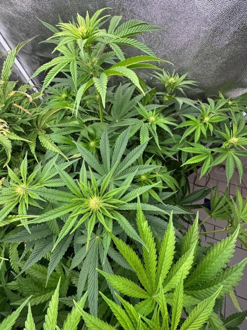 Blue Tropicana Milk. Week 8