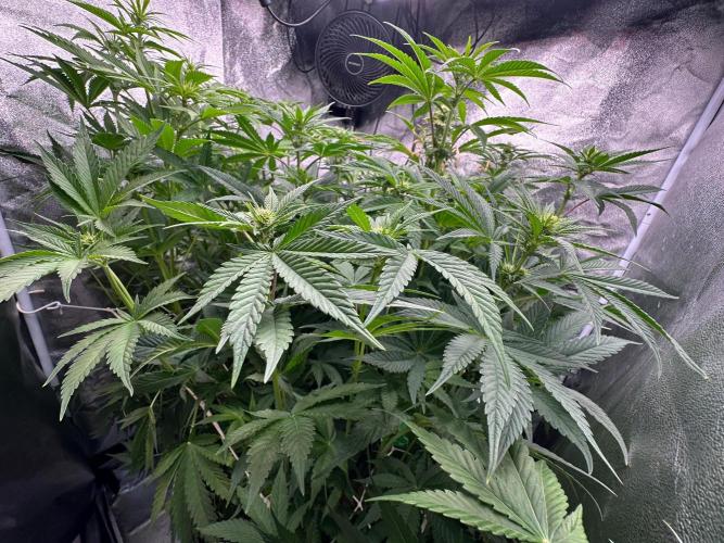 Blue Tropicana Milk. Week 8