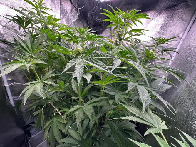 Blue Tropicana Milk. Week 8