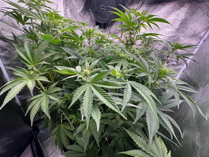 Blue Tropicana Milk. Week 8