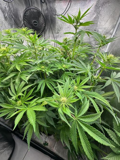 Blue Tropicana Milk. Week 8