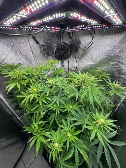 Blue Tropicana Milk. Week 8
