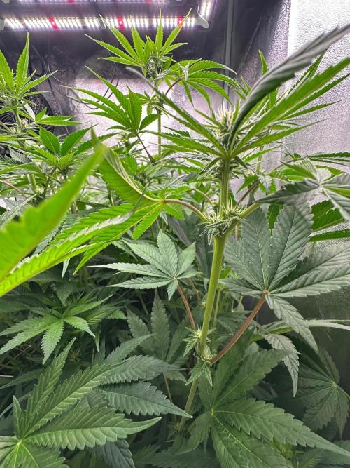 Blue Tropicana Milk. Week 8