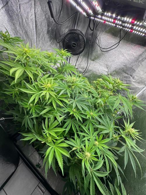 Blue Tropicana Milk. Week 8