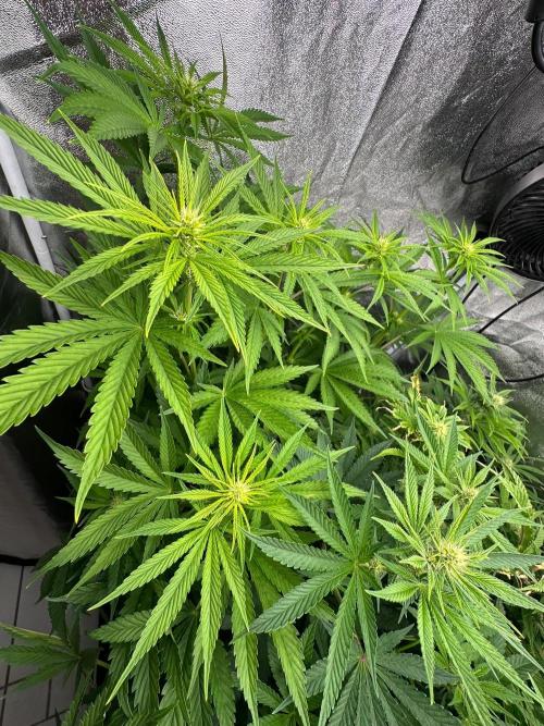 Blue Tropicana Milk. Week 8