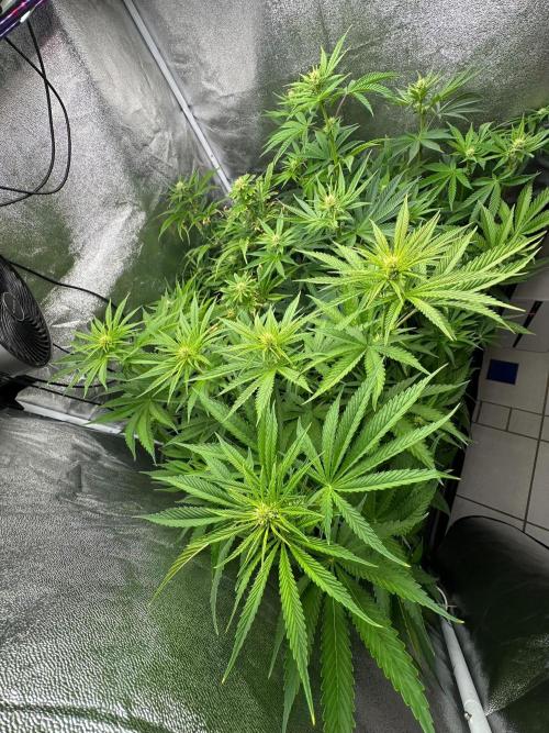 Blue Tropicana Milk. Week 8