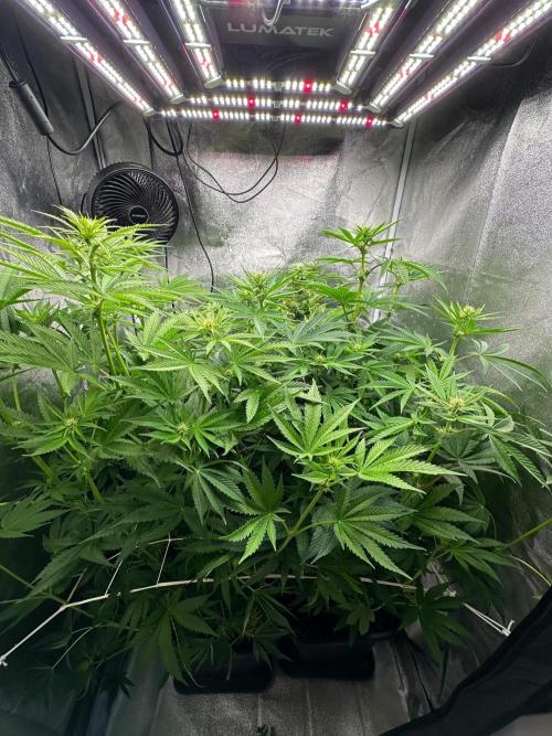 Blue Tropicana Milk. Week 8