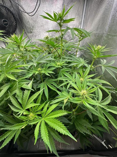 Blue Tropicana Milk. Week 8