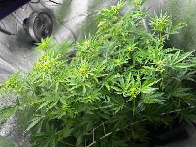 Blue Tropicana Milk. Week 8