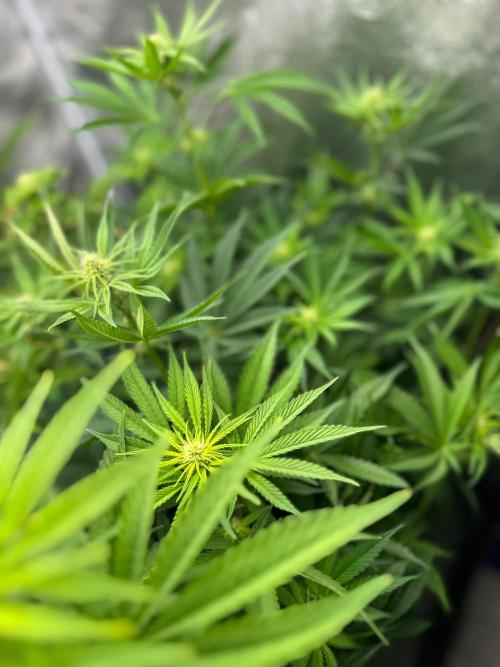 Blue Tropicana Milk. Week 8